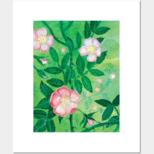 Dog roses, Rosa canina, in bloom Illustration Posters and Art